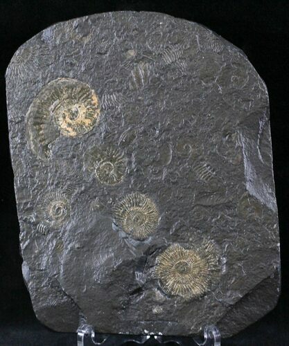 Dactylioceras Ammonite Cluster - Posidonia Shale #23167